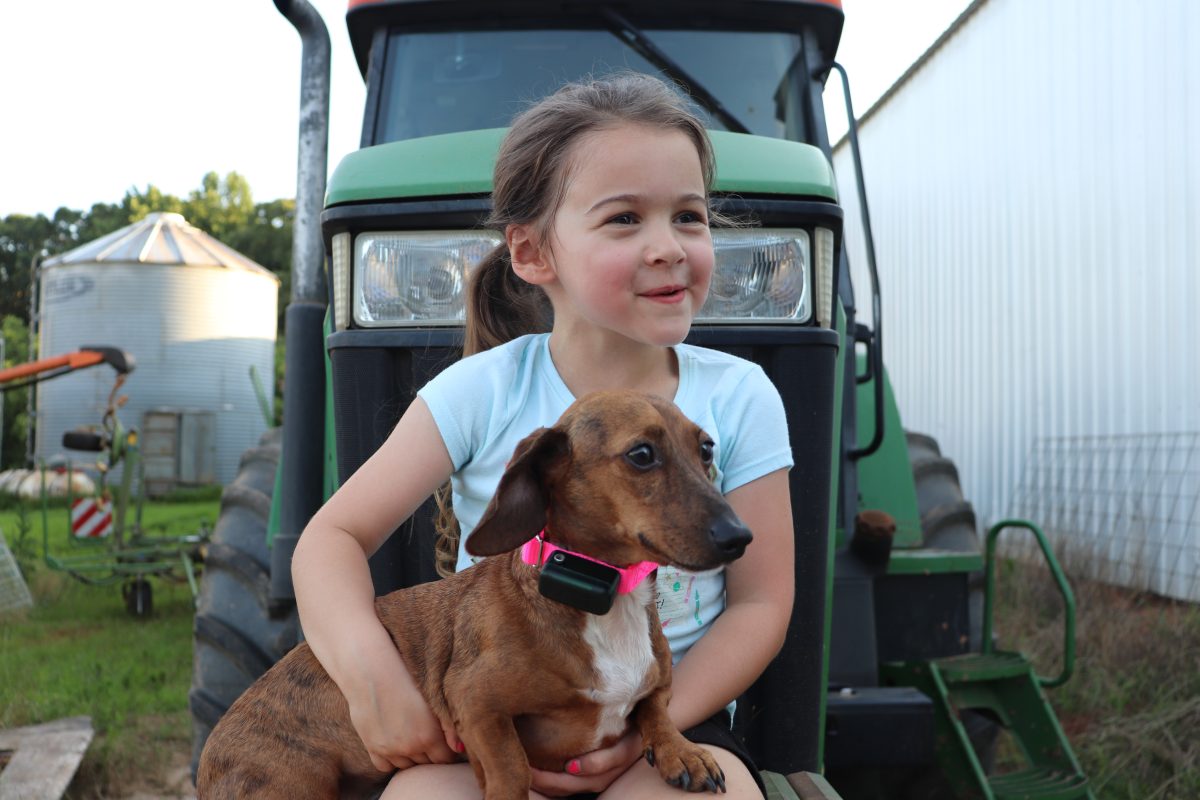 Electric Dog Fence Installation Atlanta (1 Hidden Dog Fence) Pet Stop®