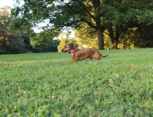 Geo Fence Receivers too BIG & too HEAVY?