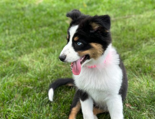 GentleSteps™ is the safest