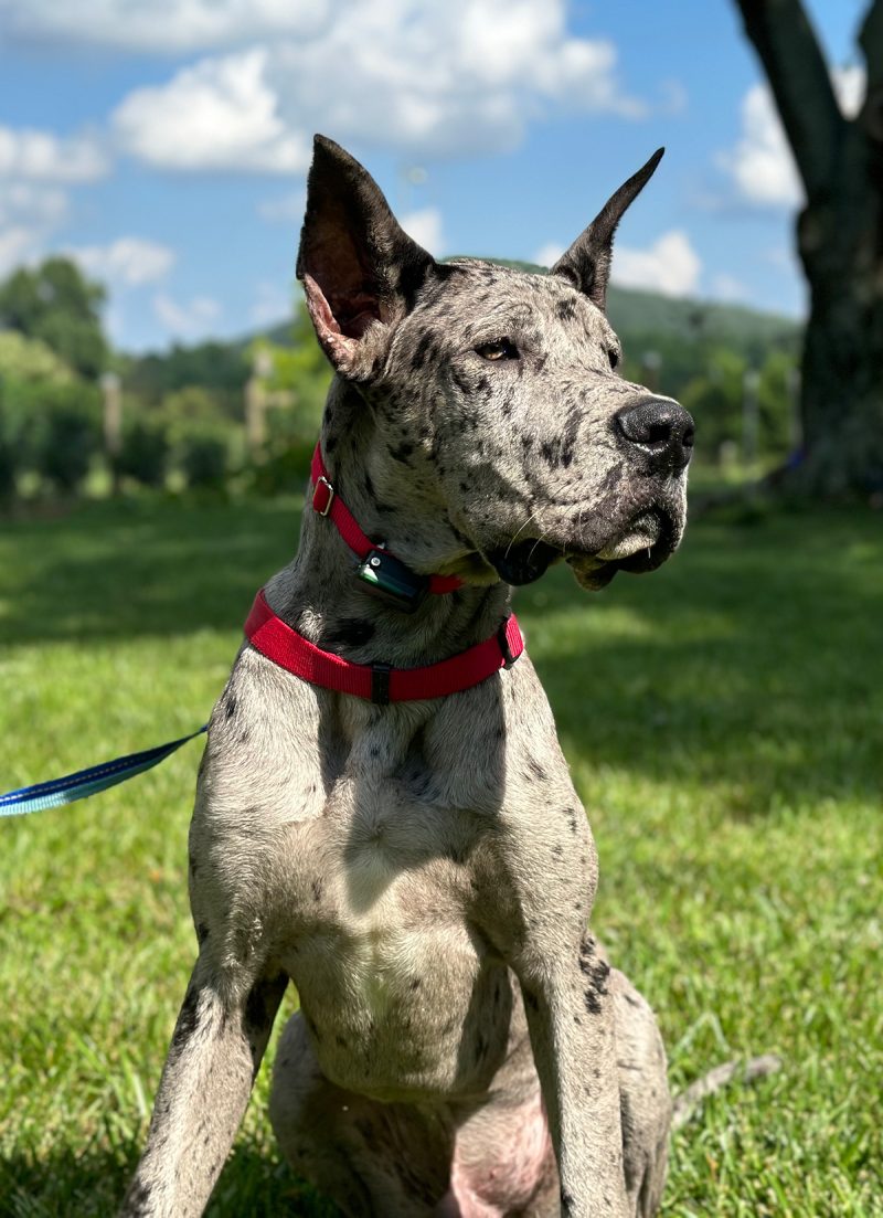 Electric Dog Fence Installation Atlanta (1 Hidden Dog Fence) Pet Stop®