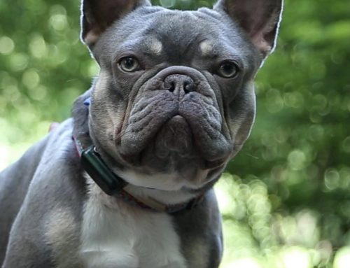 Pet Stop BlueTooth Link Fast Receiver